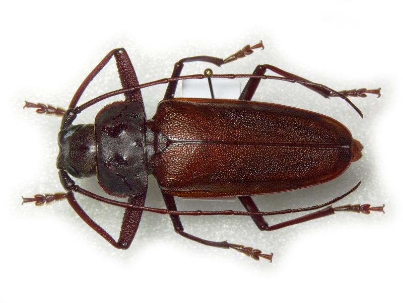 Ergates faber (Linnaeus, 1761)